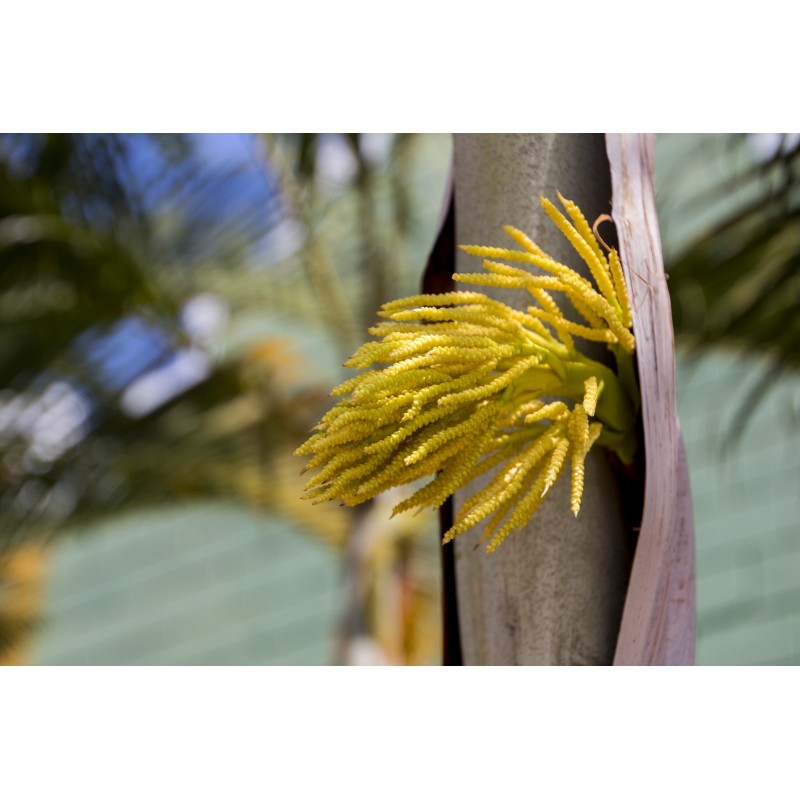Sucre de fleur de coco bio non raffiné (400g) - Max de Génie