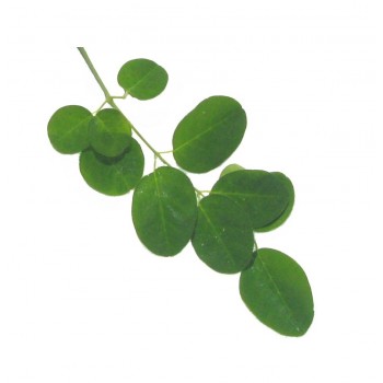 1 kg - Feuille de Moringa...