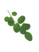 100g - Feuille de Moringa Biologique Tanzanie