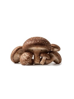 Shiitake Bio - 50gr de poudre