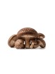 Shiitake Bio - 50gr de poudre