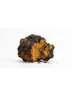 Chaga Bio - 90 gélules de 400mg