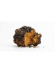 Chaga Bio - 90 gélules de 400mg