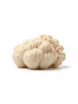 Lion's Mane Bio - 50 gr de poudre