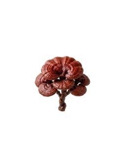 Reishi Bio - 90 gélules de 400mg