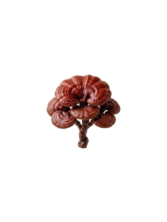 Reishi Bio - 90 gélules de 400mg
