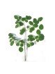 Moringa Biologique - 120 gélules de 400mg
