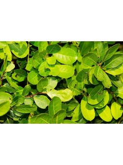 200gr - Maté Biologique