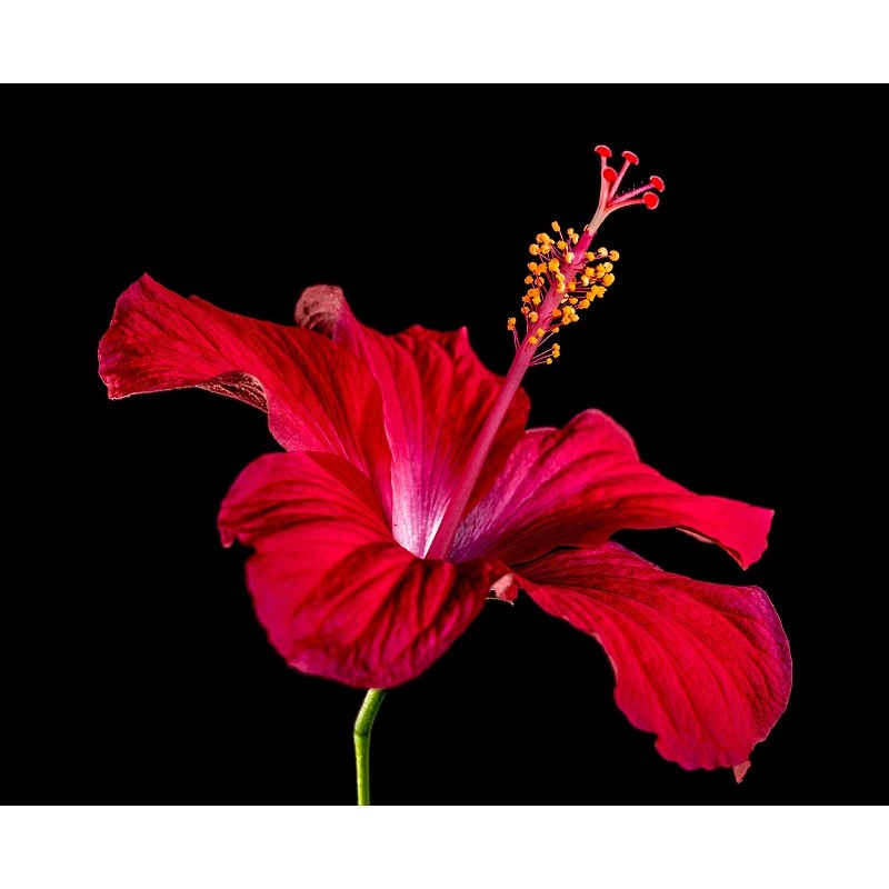 Fleurs d'hibiscus