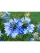 Graine de Nigelle Bio