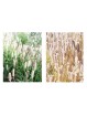 Poudre de Téguments Psyllium Biologique - 1kg