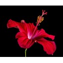 5 kg - Fleurs d'Hibiscus...