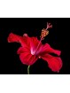 5 kg - Fleurs d'Hibiscus Biologique
