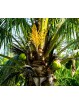 2,5 kg - Sucre Fleur de Coco Biologique et non raffiné