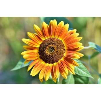 Graines de Tournesol BIO (décortiquées) - riche en vitamine E