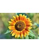 2,5 kg - Graine de TOURNESOL décortiquées Bio