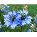 2,5 kg - Graine de NIGELLE Bio