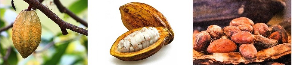 Pépites, Couverture et Chunks de Chocolat Bio