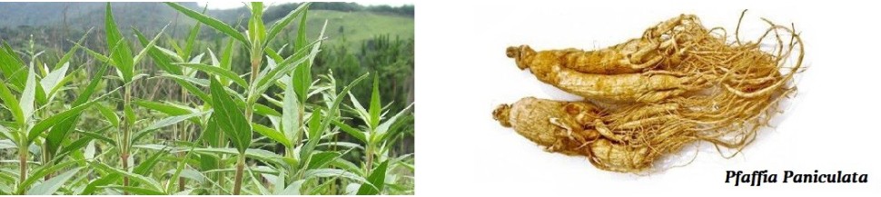 Ginseng Brésilien Bio