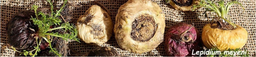 Maca Bio