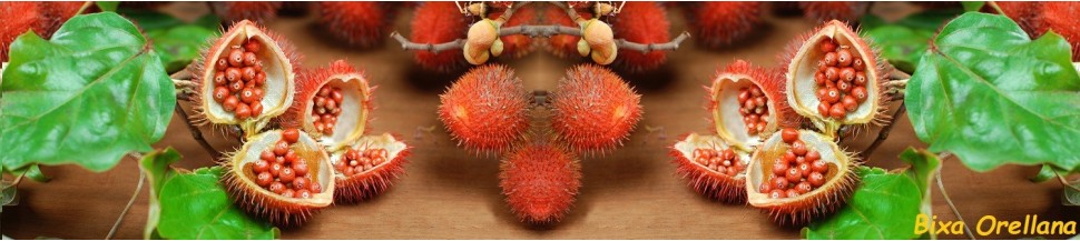 Graine d'Urucum Bio
