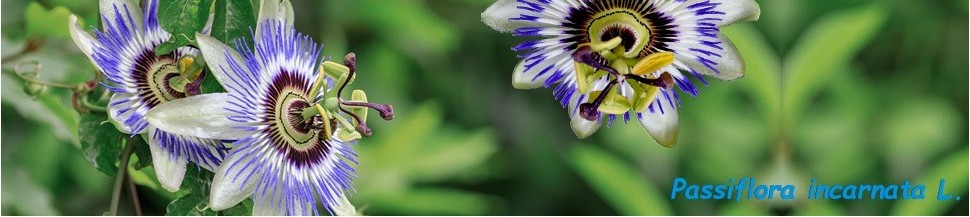 Passiflore Bio