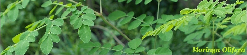 Moringa bio