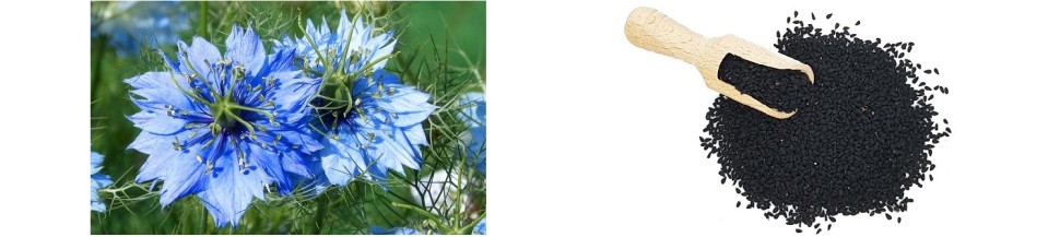Nigelle Bio
